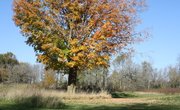 2015 fall