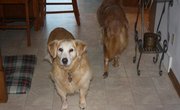 Dogs